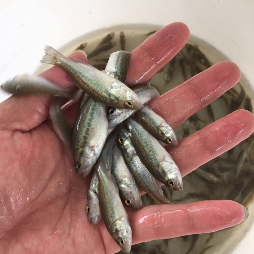 加州鲈鱼苗  优鲈3号鱼苗/大口黑鲈鱼苗/鲈鱼水花苗苗场直供
