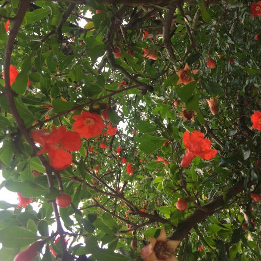 蒙自市蒙阳红石榴苗 
