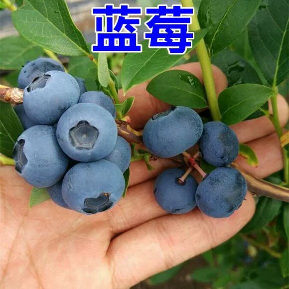 灵山县蓝宝石蓝莓苗  吃了对眼睛好的预防近视