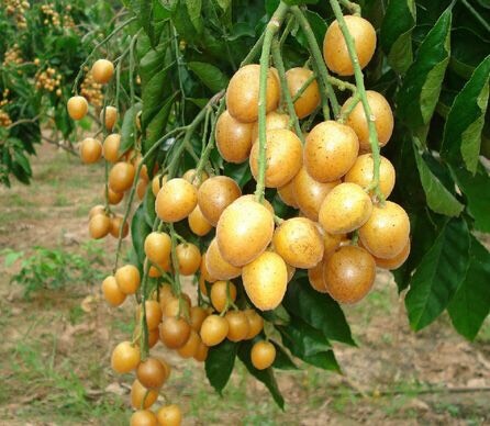 灵山县无核黄皮果苗 嫁接苗挂果早产量高可带原土球发货 易成活