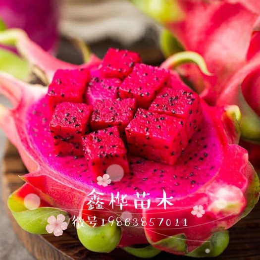 泰安红玉火龙果苗 优质果苗量大从优。包邮
