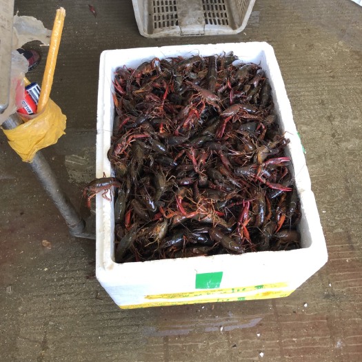 武汉青壳小龙虾 7-9钱 人工养殖