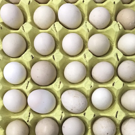 长汀县初生蛋 食用 简包装