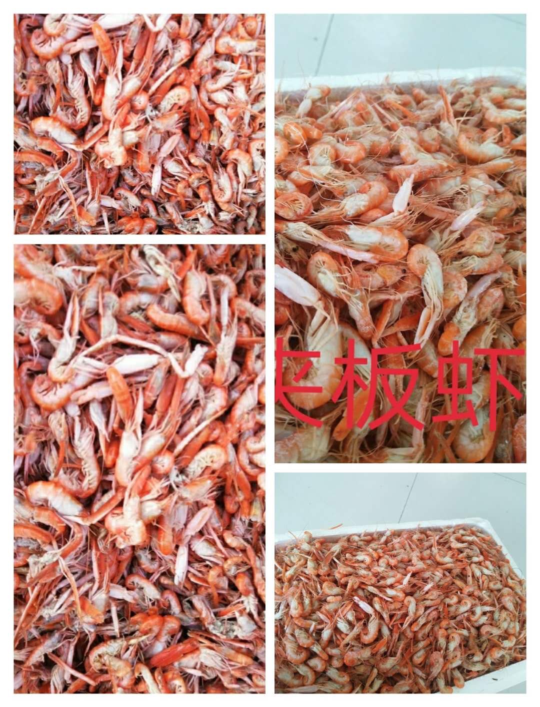 滨州虎虾  夹板虾，爪虾