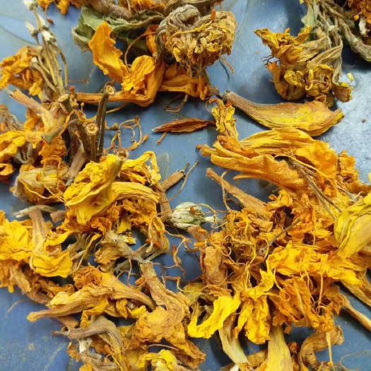 羊踯躅 0.5米以下