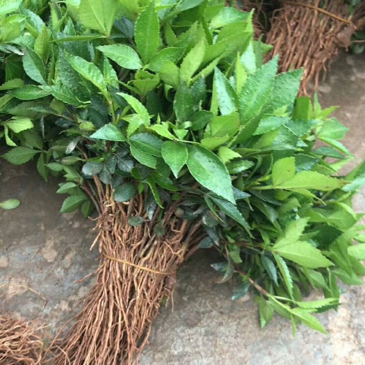 重庆市九叶青花椒苗 花椒芽苗见钱卖
