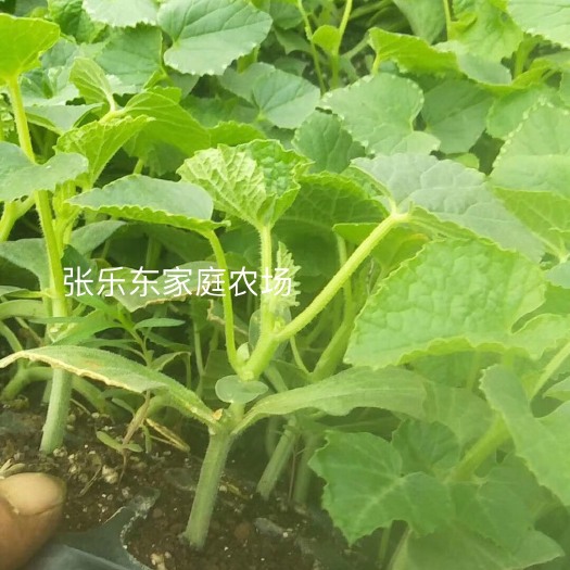 宿州黄金瓜苗 现有计划外黄瓜苗15000颗