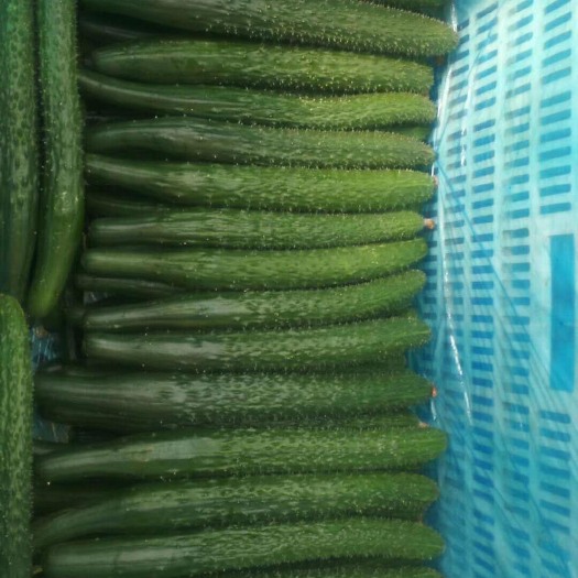 馆陶县刺黄瓜 25~35cm