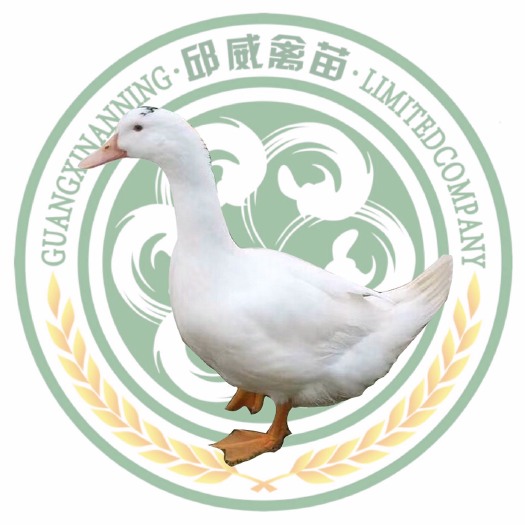 南宁 M18 螺鸭苗 木鸭 质量保证 运输路损包打疫苗 厂家直销