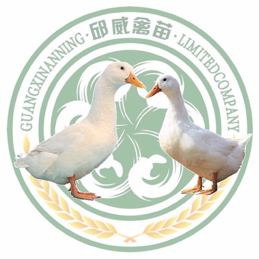 南宁 白鸭苗 桂柳鸭 樱桃谷鸭苗 质量保证 运输包活 包打疫苗