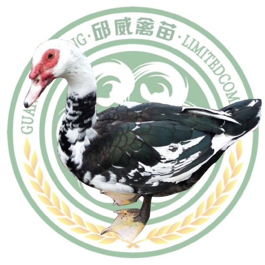 南宁 西洋鸭 火鸭苗 质量保证 运输包路损厂家直销
