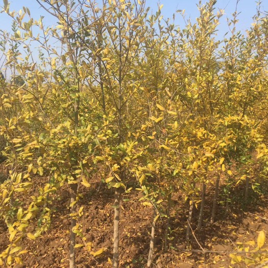 荥阳市突尼斯软籽石榴树苗 包邮！嫁接苗
