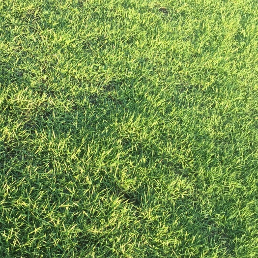 绍兴马尼拉草皮
