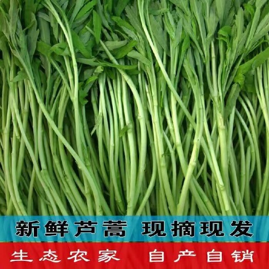 全椒县白藜蒿 新鲜芦蒿泥蒿现摘现发产地直销