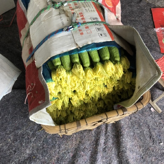 济南鲜花丝瓜 30~50cm