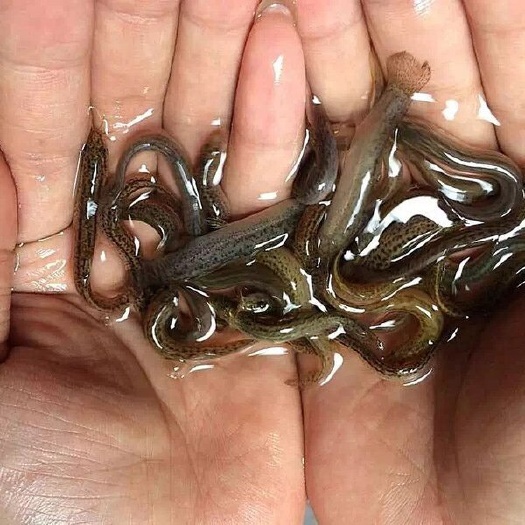 清远泥鳅苗 杂交泥鳅苗 成活高生长快 免费规划和养殖技术 包回收