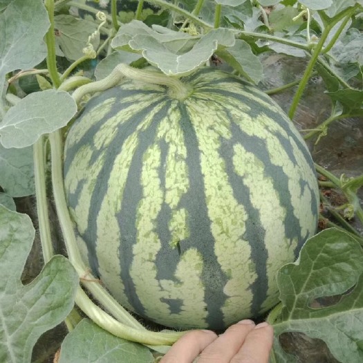 襄樊8424西瓜种植基地