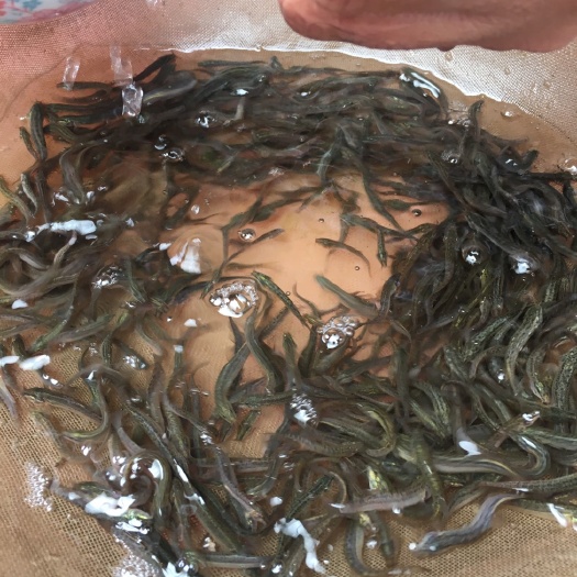江门青鳅苗，杂交泥鳅苗，自家繁育，品质好，成活率好