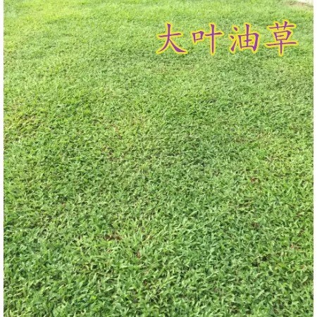博罗县大叶油草