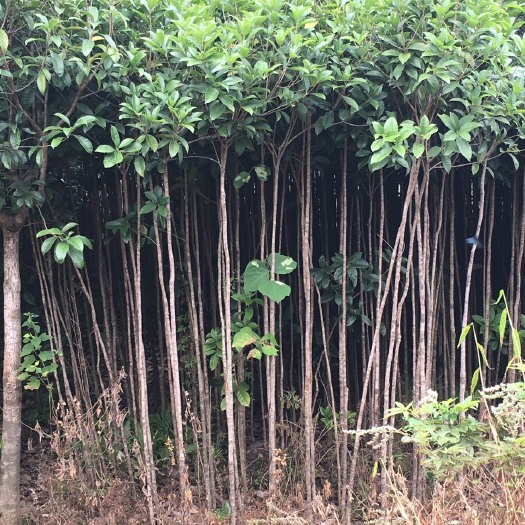 阳朔县丹桂