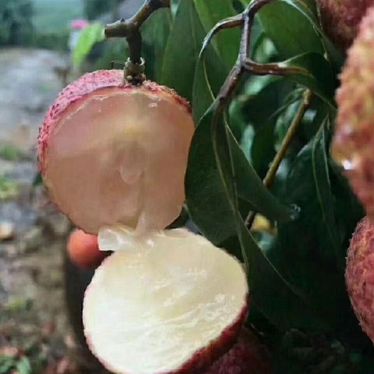灵山县无核荔枝苗