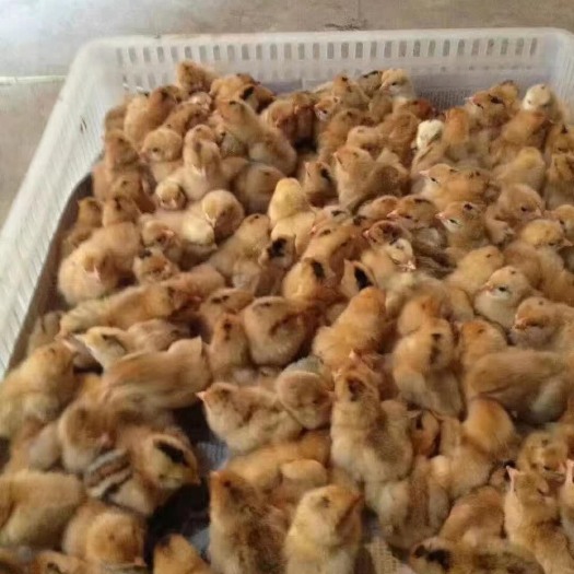 重庆市土鸡苗