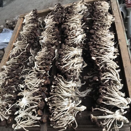 广昌县广昌5号茶树菇  厂家直销，一手货！欢迎新老客戶选购