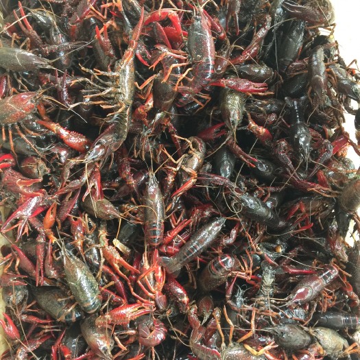 宜昌青红虾 5-7钱 人工养殖