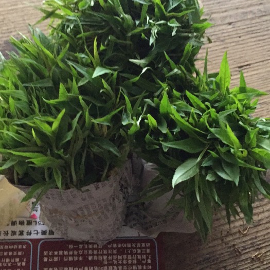 古田县毛桃苗 5-10厘米