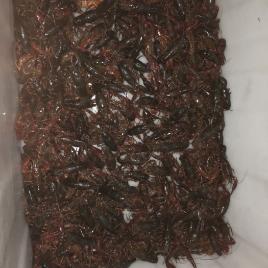 徐州红壳小龙虾 4-6钱 人工养殖