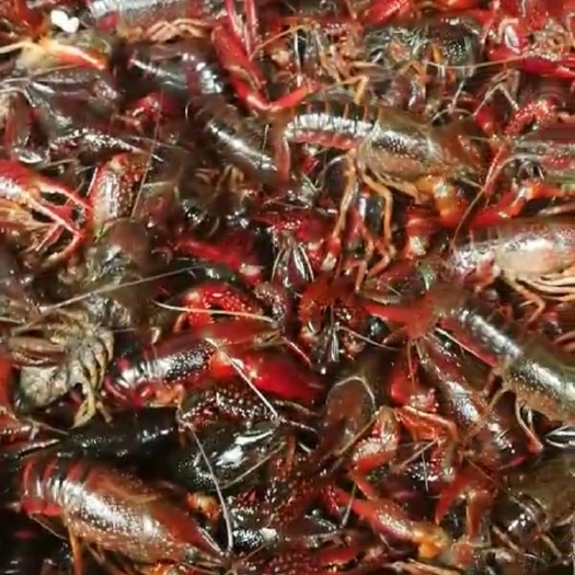 河源青壳小龙虾 4-6钱 人工养殖