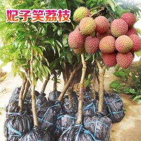灵山县荔枝苗树嫁接果树苗妃子笑桂味无核荔枝苗南方地盆栽树苗当年。