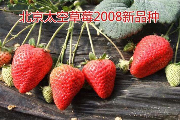 太空2008草莓苗  基地直发，没有中间商，品种保证。