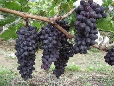 灵山县紫甜无核葡萄苗 带营养杯发货南北可种植成活率高   根细发达