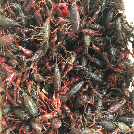 枝江市红壳小龙虾 7-9钱 人工养殖 
