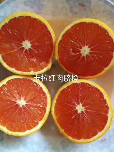 容县卡拉卡拉红肉脐橙苗 嫁接苗 0.5~1米