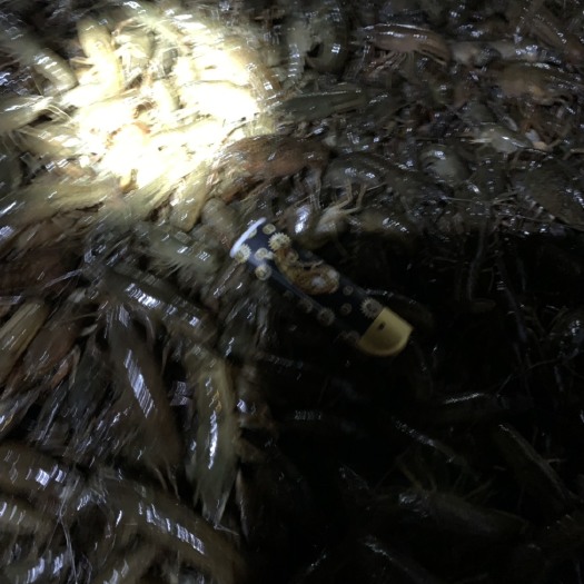 潜江市小龙虾苗