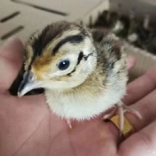 丰县土鸡苗 统货 