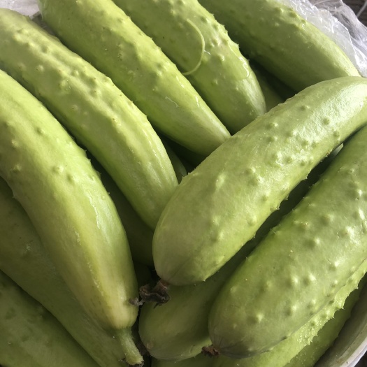 白玉黄瓜  正宗假一赔十
