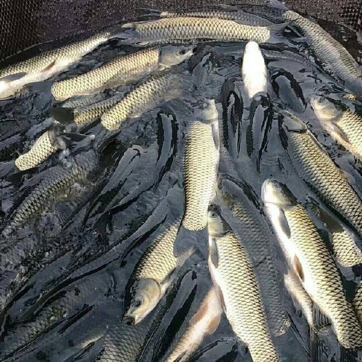 广州 优质草鱼苗、草魚水花、鱼场批发