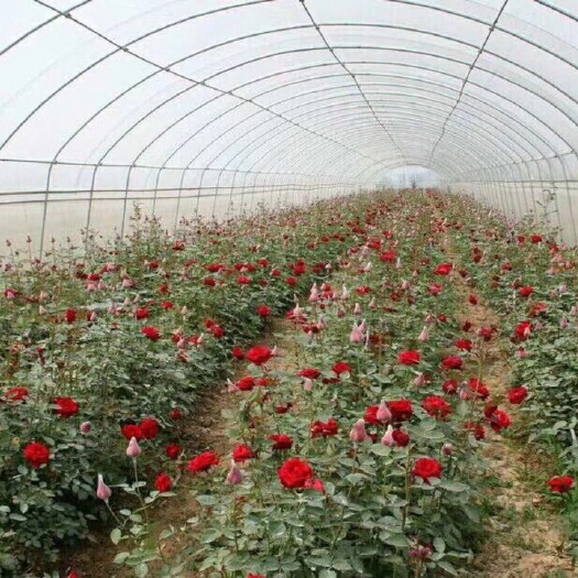沭阳县蔬菜大棚
