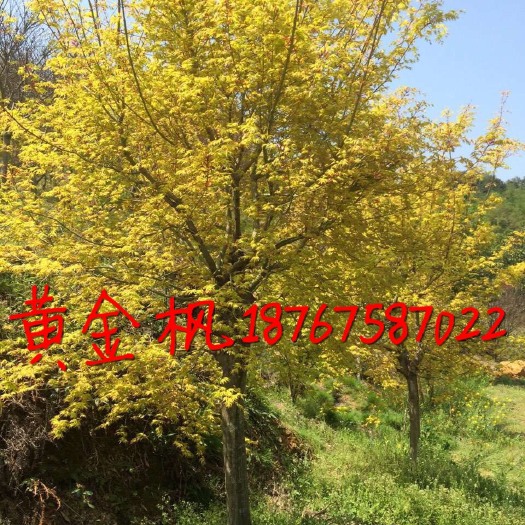 嵊州市挪威槭黄金枫