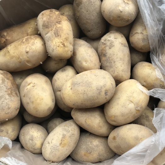玉环市干土豆 1个月