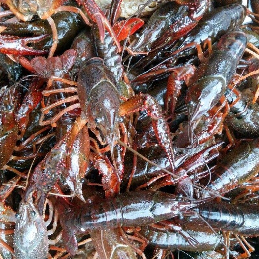 深圳中国小龙虾 4-6钱 人工养殖