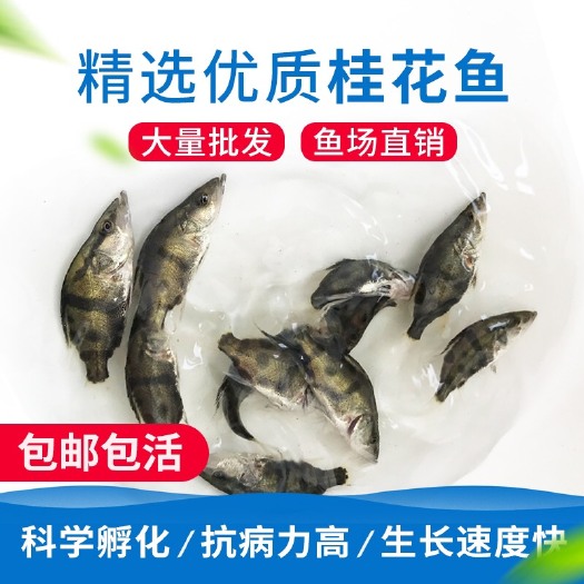 广州 翘嘴鳜鱼鱼苗 桂花鱼苗 鳜鱼 桂花鱼