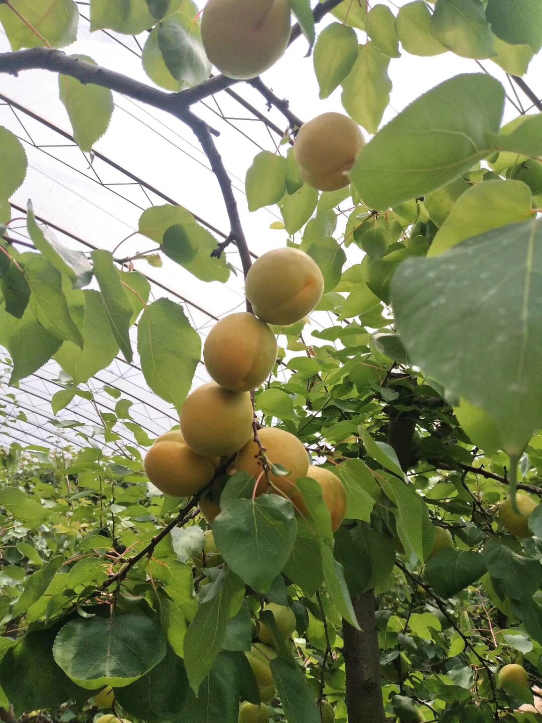 金太阳杏 45mm以上