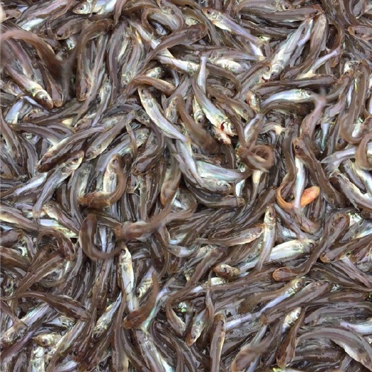 南宁 叉尾鮰鱼，斑点叉尾鱼苗鱼种批发零售