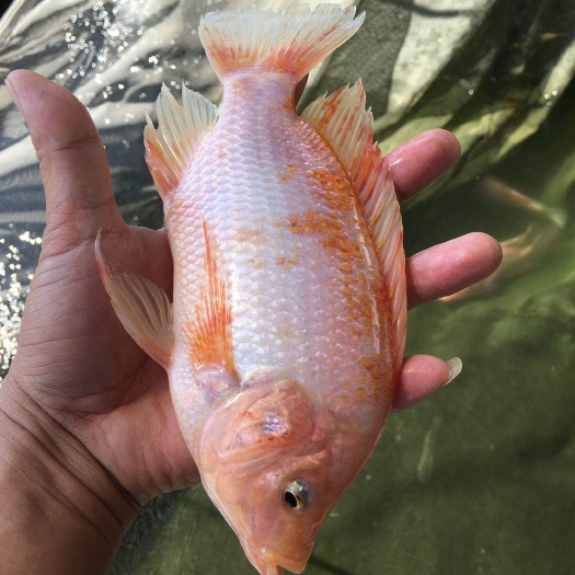 广州红罗非鱼苗  彩虹鲷，，大量现货批发
