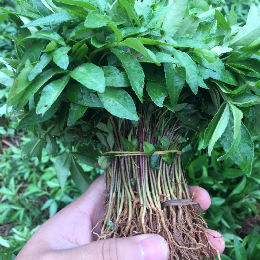 金阳县青花椒苗