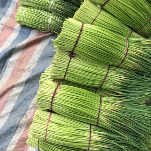 周口红帽蒜薹 30~40cm